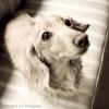 Alfy The Dog's picture
